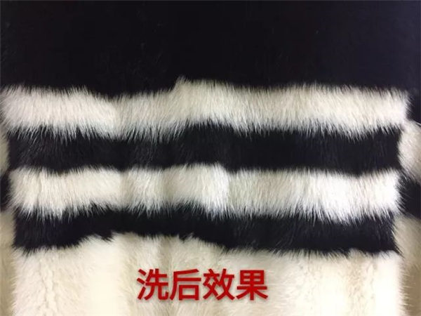 第26期：黑白配貂皮可以這樣洗？